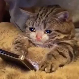 Have some sad cat pictures  #cat #sadcat #reactionpics #funnycat #funny #kitten #pictures #slideshow 