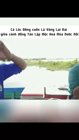 Cá Lóc Đồng cuốn Lá Vông Lai Rai giữa cánh đồng Tân Lập Mộc Hoá Mùa Nước Nổi
