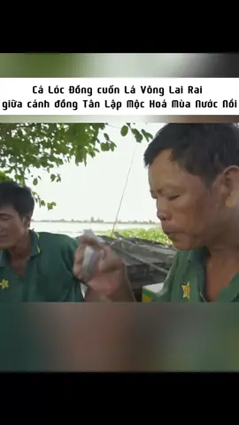 Cá Lóc Đồng cuốn Lá Vông Lai Rai giữa cánh đồng Tân Lập Mộc Hoá Mùa Nước Nổi