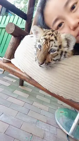 WOW!!! adorable baby #tigercub #tiger #kitten #foryou #fpy #cute #kitty 
