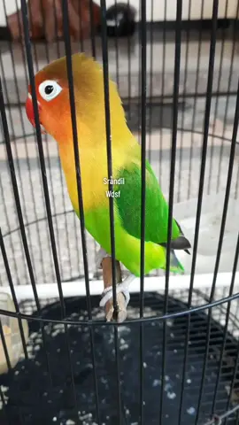 Kesurupan cililin sama kenari 😁 #lovebirdisian #lovebirdfighter #burungmaateran