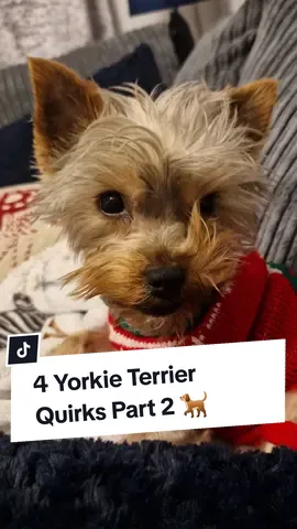 They have so many Quirks I had to do another 💕 #yorkieterrier #yorkiemom #yorkiemum #yorkieterriers #yorkiepuppy #yorkshireterrierlove #yorkiemommy #yorkiemummy #yorkieterriermom #yorkshireterrier #yorkshireterriers 
