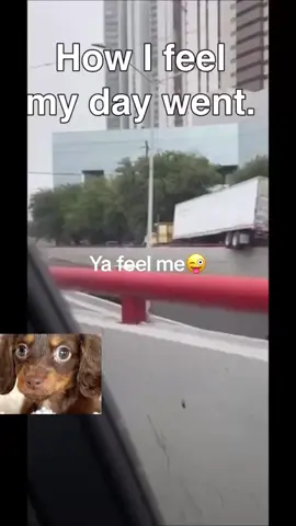 Semi Rides K Rail 😂 Teacher Reaction #teachercomedy #teacherreactions #floridateachers  #bellyupbeauty 