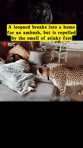 A leopard breaks into a home for an ambush, but is repelled by the smell of stinky feet #fyp #animal #foryou #animalsoftiktok #leopard 