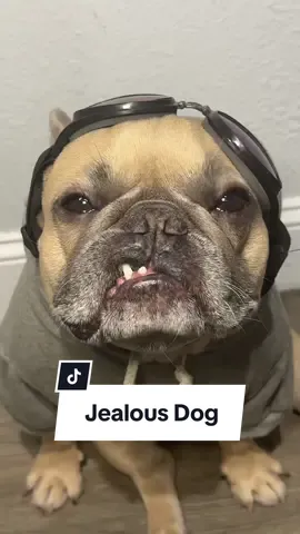 He’s gotta get over his jealousy #jealousdog #dogparent #uncle #frenchbulldog #dogdad #comedy cred @Jason Banks  @Somefrenchienamedapollo  @Somefrenchienamedapollo 