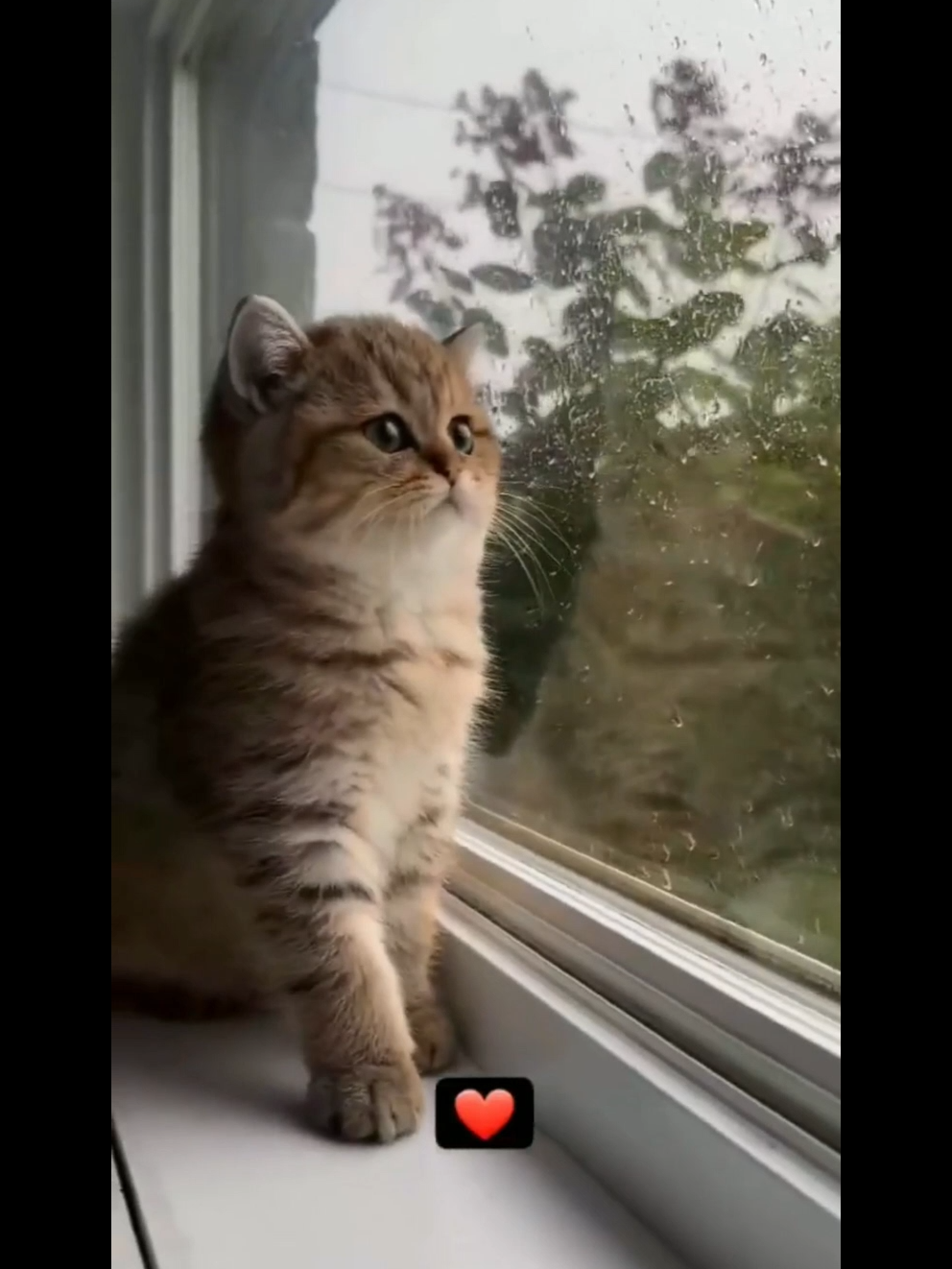 Funny Cats #cat #cats #catlover #catlovers #animal #animals #fyp #v #viral #viralvideo #viraltiktok #usa #usa_tiktok #usatiktok @tiktokcreators