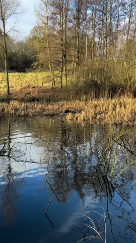 When your searching for a diver and it floats past #duck #duckshooting #pheasantshooting #labradorretriever #chocolatelab #foxredlab #yellowlab #blacklabsquad #training #teampureflax #gundogtrainer  #slingleygundogs #pickingupteam  #instavideo