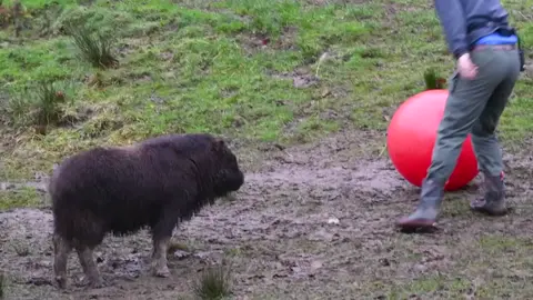 A Muskox calf named Willow enjoyed playtime with a large ball, moving it with her head and chasing after it at a zoo in Washington. #news #fyp