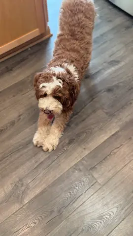 🐾 Teaching your dog to stretch with Trevi the Bernedoodle! 🧘‍♂️ Stretching is essential for both humans and our furry friends like Trevi. Here are some fun ways to help your dog incorporate stretching into their daily routine: Morning Wake-Up Stretch: Start the day with a gentle stretch session. Encourage your dog to reach their front paws forward and then stretch their hind legs back. Reward them with treats and praise. 