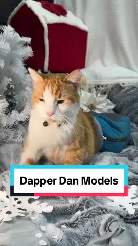 Dapper Dan does a little modeling #meowdel #cat #disabledcat #paralyzedcat #dapperdancc #ditl #dayinthelifeofacat 