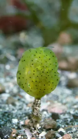 This little cutie is a juvenile yellow boxfish (Ostracion cubicus) who looks like a tiny sea pea (🎥 @undersea_gameqmi). #sealife #ausgeo #nature