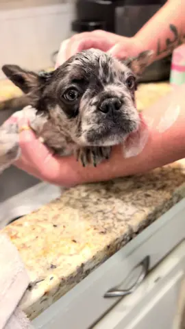 #bathtime #fluffyfrenchie #frenchie #puppylove #dogsoftiktok #relaxing 