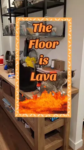 The Floor is Lava... according to the kitties 😸 🔥 #catsoftiktok #cats #funny #thefloorislava #lava 