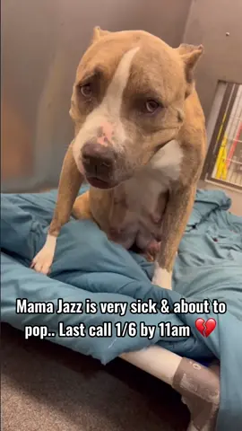 🆘MAMA JAZZ IS SICK, ABOUT TO POP, & IN PRE-LAB FOR SPACE! SHE IS IN THE SICK ROOM WITH A SEVERE UPPER RESPIRATORY INFECTION & WILL BE EUTHANIZED ALONG WITH HER UNBORN (or maybe born by then) BABIES IF NOT TAGGED BY A RESCUE BY 11 AM ON SATURDAY 1/6!!  A LOCAL, COMMITTED FOSTER IS NEEDED FOR A RESCUE TO SAVE!  Her babies may not be born at all & have a chance if she is not tagged by rescue by 11 am tomorrow. She’s very sick & contagious, which can spread to her babies if born & not given proper medical care asap. 💔 Animal ID# A1198614  4 years old, originally 61 lbs during intake  Heartworm negative Found as a stray 12/19/2023 Medical: very pregnant & sick with upper respiratory infection.  On 1/3: Volunteer observed she’s easy going, good manners, social with ppl, loose/wiggly body, solicits pets. They observed her interacting with a shelter partner - she was not feeling well & had a doggy upper respiratory infection, but still readily soliciting gentle touch as she was getting pet. She laid her head in the shelter partner’s hands.  📍Dallas Animal Services 1818 N Westmoreland Rd Dallas, TX 75212 📧Rescue Tag - dasrescue@dallas.gov  ****She REALLY needs to go to a rescue, but rescue cannot save unless a COMMITTED foster steps up. SOMEONE PLEASE!!! Message me if you can foster in DFW!!!  #das #dallas #texas #thedogsneedourhelp #urgent #euthanasia #pregnant #dog #fyp #labor #rescue #pregnantdog #sickdog 