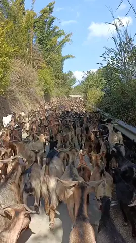 Traffic jam! #goat #farming #funny #animals