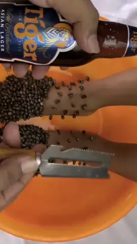 What would happen if you poured beer into this tick? #ticks #tungrcom #tungrcyess #fyp #foryou #fypシ #foryoupage