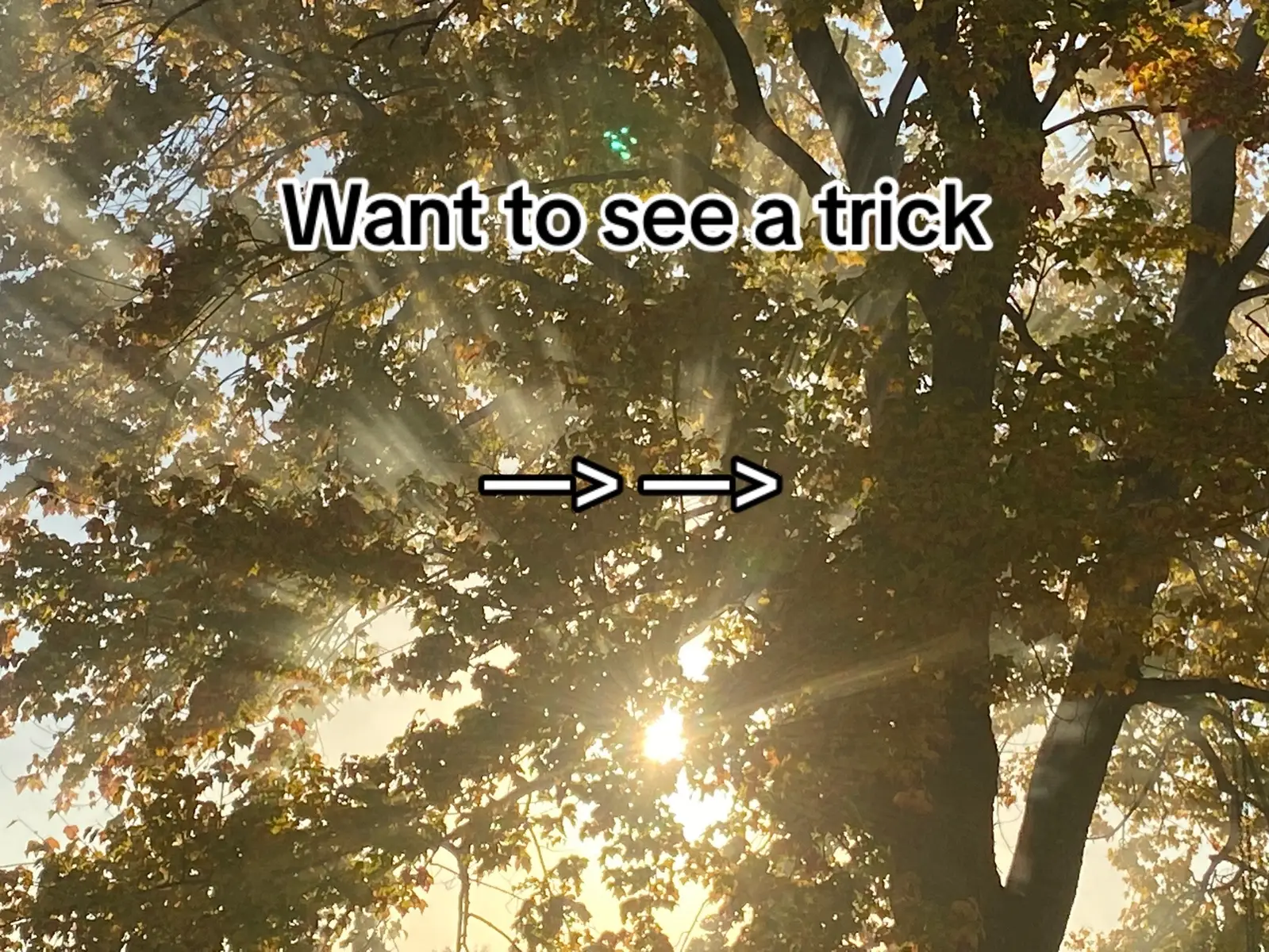 Check both sides #fyp #viral #viralvideo #song #singing #japanese #japan #english #music #language #languages #side 