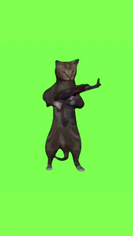 Fond vert | chat armé #cat#catmeme #meme #viral #viralvideo #fyp #pourtoi #animals 