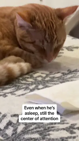 He always finds himself in the middle of the action. #theothetabby #catsoftiktok #PetsOfTikTok #orangecat #tabby #orangecatsoftiktok #tabbycatlovers #cat #catmeme #tabbycat #pets #