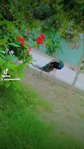 #viral #foryoupage #foryoupage #viral #foryoupage 