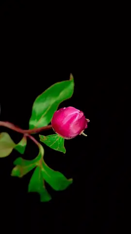 PEONIA ROJA FLORECIENTE 🌺#parati #foryou #timelapse #flores 