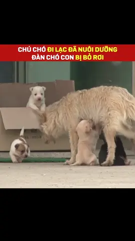 Giải cứu 6 chú chó con bị bỏ rơi trên núi #xuhuong #dongvat #thucung #chó #chócon 