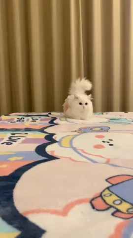 🥰🥰🥰#cat #cute #fpy 