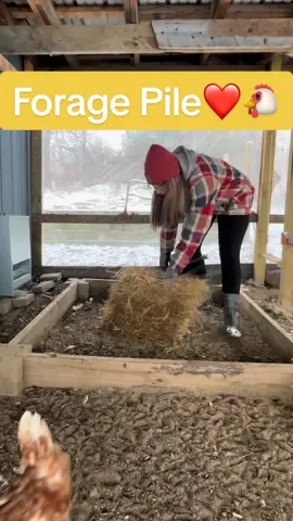 Foraging is such an important activity for the flock. Most #chickenkeepers notice pecking issues increase during winter. It’s that time of year when there is less to do so they pick on each other more.  PS…We love @Scratch and Peck Feeds ! Did you know you can get a discount on their feed, treats, grit and oyster shells with my code 🐔purelychickens15🐔?!  #scratchandpeckfeeds #organicchickenfood #chickenfeed #chickens #scratchandpeck #organicchickenfeed #foraging #winterchickentips #chickenenrichment #chickenentertainment 