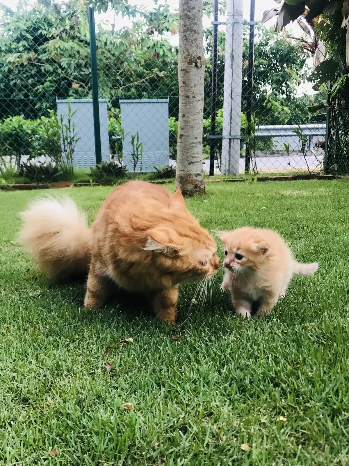 Anak bapak..Oyen & oyen jr #oyen #cat #kucing #kucingkampung 