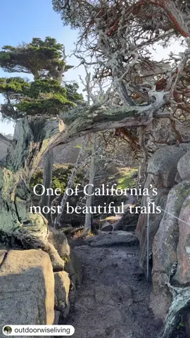 5 visits & I still can’t get enough ⬇️ First, if you love this type of content the best way you can support me is to follow along, comment and share!  I am fueled by your DMs letting me know you made it out to these places 💪 and that you value the inspiration.  Now if you want an easy trail with arguably the most breathtaking views in CA, this trail just an hour away from the South Bay Area needs to be on your short list.  Coined as the ‘crown jewel’ of the California state park system, this truly is the perfect match of land and ocean.  Here are the details: 🥾 Trail:  Cypress Grove trail, Point Lobos State Natural Preserve, Carmel-by-the-sea 🅿️ Fee: $10 and Open Daily 8 am–5 pm, last entry at 430 pm.  Don’t park outside the gate on rt 1 - the $10 is a well worth-it support for our state parks! 📅 Best times to visit: Year round but the winter is my personal favorite with lower crowds and migrating whales. 📏 Difficulty: Easy.  The trail is only 1 mile but can be extended with other loops. 🏔️ Elevation: ~100 ft.  but there are some stairs. 👧 👦 ♿️ friendly: Very kid friendly with multiple scenic over looks, trees to explore, and not hard.  The trail to the south may be wide enough for assisted wheel chairs but the trails can become too wet to pass after rains. 🦮 Friendly: No dogs allowed here 🤿 A popular scuba/snorkel destination (additional fee required) given the rich & diverse marine life present. 🎒 Gear: wide and short trails make this one with minimal special equipment required!  Cell phone signal present throughout.  Bring the binoculars to look for otters, seals, and whales! 🕶️ Shade: Mostly shaded with beautiful Cypress tree coverage. 🛂 Tips: Not ideal after rains - large puddles form in the packed sand trails.  I absolutely recommend combining this with Garrapata State Park further to the south (trail reviews from here coming soon). Definitely check out Bird Island and China Cove while in the reserve here.  The longest trail nearby is a loop around the park, but in my opinion, doing this and Bird Island trail gives you the best bang for the buck. 🙏: be sure to follow along to @outdoorwiseliving for more CA hiking trail ideas!  #bayareahiking #bayarea #carmel #carmelbythesea #pointlobos #visitcalifornia #castateparks #californiahiking #hikecalifornia #hikebayarea #southbay #visitcarmel #centralvalley #monterey #landmarks #monterey #naturelover #bayareablogger #hikingblog #hikingblogger #hikingtrail #hikingwithkids #bayareakids #sfbay #sfbay #californialove #bayarealife #california #bayareamom #bayareamoms #hikingcalifornia 