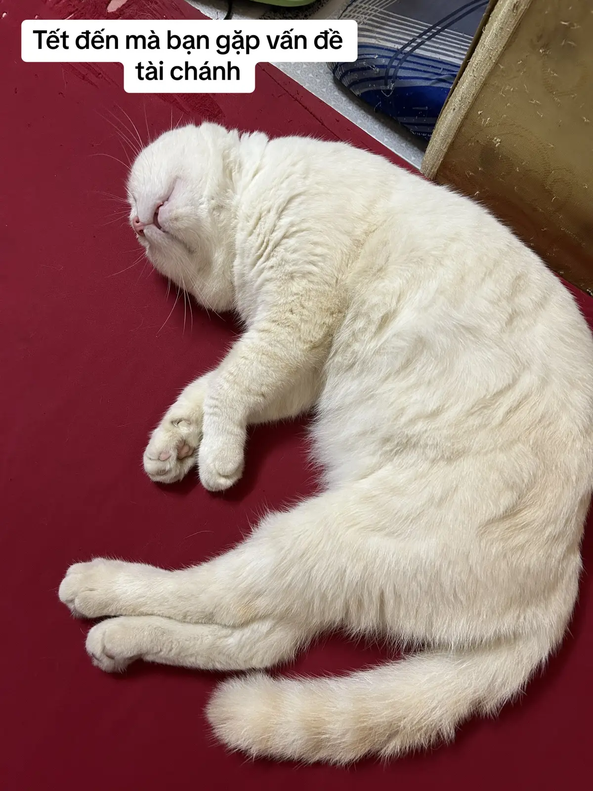 Vỡ tan thật rồi #cats #meo #meow #cat 