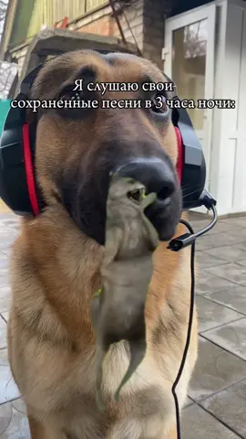 Приколы  #приколы #ржака #смешноевидео #смешно #прикол #разрыв #собака #пес #смех #животные #funny #animals #best #pet #homepet #dogsofinstagram #dogsofmathias777   #MemeCut #Meme #MemeCut 