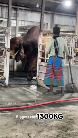 Red Brahman 1300kg#redbrahman #lembubrahman #perternakmalaysia #perternakmuda #jalanterus #kerjakerasdemikeluarga #semangatberjuang #kerjakotorhasilbersih #kerjakampung #cow #Hello2024 #mantap #masukberanda #fyp #fypシ゚viral #lembusado 