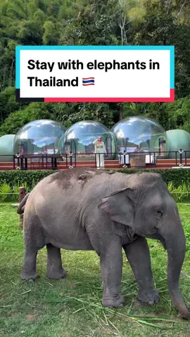 Must-visit hotel in Thailand to add to your bucket list ✨ 🇹🇭 the jungle bubble suite at @anantara_goldentriangle is one of the coolest luxury hotel rooms I’ve ever seen! Absolutely incredible experience here with their rescued friendly giants 🐘 ethical elephant tourism is so important to the team at Anantara and they have so many unique experiences to learn about these creatures and explore the local area of the Golden Triangle.  Hosted by @thailandinsider tourism  #thailandinsider #thailand #bucketlist #hotels #luxuryhotel #uniqueplaces #femaletravel travel girls, bucket list hotel, unique hotels,