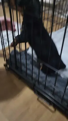 trying the crate...... I didn't like it 😆🙈 #buddytheminisausage 