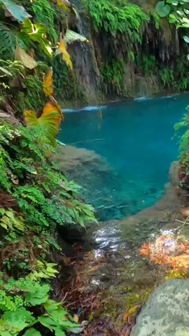 Discovering serenity in Miami's Redlands area: stumbling upon a mesmerizing turquoise oasis nestled within a lush tropical nature reserve, where waterfalls cascade down fern-covered walls—a hidden gem of tranquility. #florida #miami #miamibeach #miamiflorida #travel #floridatravel #foryoupage #4youpage #fyp #travelbucketlist #prettyplace #waterfalls #floridasprings 