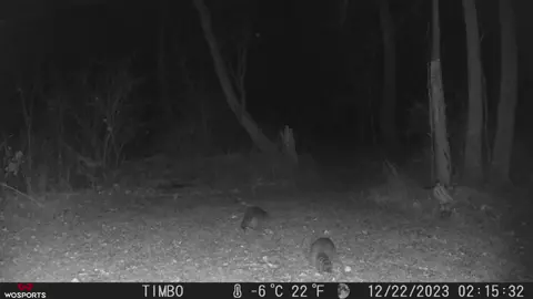 #Raccoons #trailcam #gamecamera 