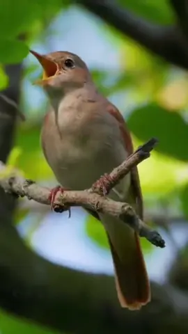 The sound of birds singing is nature's gift to humanity.  These animals sing in a beautiful symphony with wonderful beauty and charm.  This is fantastic and wonderful. #amazing #amazingvideo #world #beautiful #wonderful #Wonderful #bird #birds #passaros #eagle #eagles #sky #song #animais #animals #natureza #Love #nature #naturelovers #amor #lion 