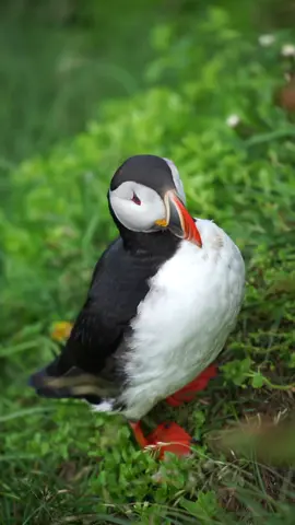 Cute Puffin Atlantik yang sedang bebersihkan tubuhnya #puffin #alamliar #animals #wildlife #tiktokanimals #alambebas 