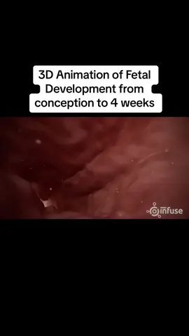 Beautiful animation showing the development of a fetus #fyp #fetaldevelopment #pregnant #pregnanttiktok #fetus #babystages #babytiktok #pregnantlife #animation #science #biology 