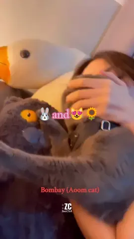 Pinag kaiba ng Bestfriend cat(marima😻) at sister cat(Aoom😻) sawwrryy shito🤭🤣🤣 #ชาล็อตออสติน #อุ้มทวีพร #ชาล็อตออสติน🐰  #อุ้มทวีพรพริ้งจํารัส #chumpon #queen #CharlotteAustin #aoomtwp #aoom #marima #catlover #cat #foryou #fypage #lgbt🌈 #tiktokthailand #tiktokphilippines #Chaoom #ZenCha 