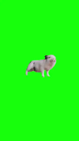 Pig Dancing to Funkytown | Green Screen #pig #pigmeme #dance #memes #viral #fyp 