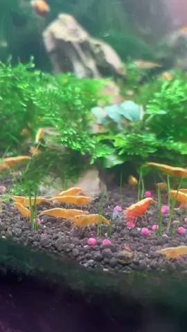 Shromp #fyp #shrimp #shromp #fypシ #sealife #aquarium #viral 