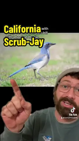 The Bird of the Week this week is the California Scrub-Jay! #californiascrubjay #birdoftheweek #birdingtiktok 
