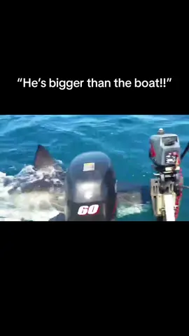What’s your move here?!?! 😬🦈 Great White Shark Snaps Fishing Line Off Coast of Mallacoota, Victoria 🇦🇺  A great white shark terrified a family on a New Year’s Eve fishing trip off the coast of Mallacoota. Victoria, when it bite through a fishing line to seize the bait. Kirsty Richards captured video of the large shark circling her boat before it lunged for the bait snapping the line. Credit: Facebook/Kirsty Richards via Storyful Love this? Want more boating & fishing content ➡️ Watch your favorite fishing and hunting shows for free!👇 Waypoint TV is available on @samsungtvplus (Channel 1315), @plutotv (Channel 2205), @vizio WatchFree+ (Channel 630), @lgusa (Channel 718), @tubi, @fubotv, @sling, @frndlytv, @amazonfreevee, @plex.tv (Channel 141), @xumoplay (Channel 718), @localnow (Channel 2100) and anytime on the Waypoint TV app or waypointtv.com #waypoint #waypointtv #fish #fishing #hunt #hunting #ocean #florida #gulfofmexico #nature #Outdoors #saltwater #freshwater #flyfishing #fyp #foryou