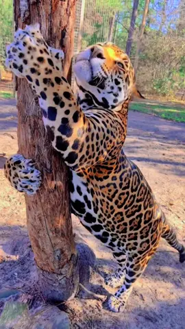 Giant cats = giant cat scratching posts #NOTpets #jaguar #jag #bigcat #bigcats #cat #cats #lion #lions #whitelion #animal #animals #cute #funny #lol #fl #florida #fyp 