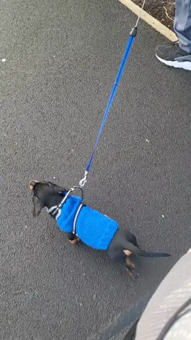 ❤️ First little outing on foot lol #buddytheminisausage 