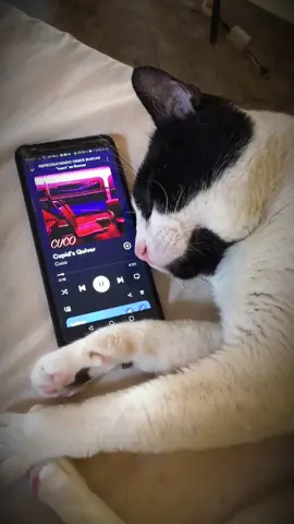 Cupid's Quiver #cucolover #cuco #cancionessad #gatosad #gatos #triste 