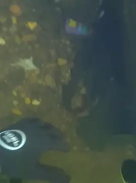 #underwater #treasure #treasurehunt #fyp 