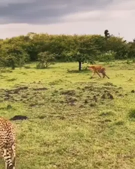 cheetah vs hyena #wildlife #animal #wildifeanimals 